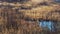 Wetland, swampy area with yellow and brown grass, reeds, bushes