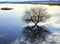 Wetland Tree Reflection Calm Water