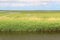 The wetland Vejlerne nature reserve in Denmark, Europe.