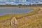 Wetlands billabong Australian swamp
