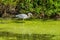 Wetlands Blue Heron 3