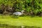 Wetlands Blue Heron 4