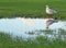 Wetlands flooding and seagull bird