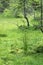 Wetlands grass and crippled larch tree