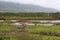 Wetlands in the Kealia Pond National Wildlife Refuge in Kihei, Maui, Hawaii