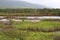 The wetlands in the Kealia Pond National Wildlife Refuge in Kihei, Maui, Hawaii