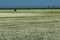 Wetlands in the Kizilirmak delta