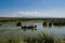 Wetlands in the Kizilirmak delta Black Sea Province of Turkey