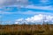 Wetlands, marshlands and birches, white clouds in the blue sky