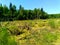 Wetlands near the forest are covered with mud