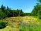 Wetlands near the forest are covered with mud