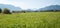 Wetlands near Ohlstadt, meadow with pink knotweed flowers, Murnauer Moos and bavarian alps