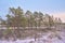 Wetlands with pine trees in winter in the Estonian countryside