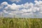 Wetlands and reeds