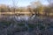 Wetlands Reeds and Trees