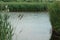 Wetlands with river along the tall grasses