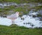 Wetlands seagull tern