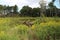 Wetlands surrounded by prairie flowers and edged with trees at Pine Dunes Forest Preserve in Illinois