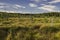 Wetlands Surrounded by Vegetation on a Sunny Day