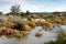 Wetlands in Tankwa Karoo