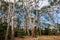 Wetlands in Tower Hill Reserve, Australia