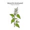Weyrichs or chinese knotweed Polygonum weyrichii , medicinal plant