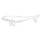 whale aquatic animal black white sketch line doodle vector Illustration.