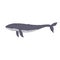 Whale aquatic animal contour line doodle vector Illustration.