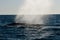 Whale Blowing Water in open water