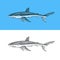 Whale or Blue shark. Marine predator animal. Sea life. Hand drawn vintage engraved sketch. Ocean fish. Vector
