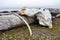 Whale bone at Isfjord Radio, Kapp Linne, Spitsbergen.