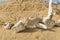 Whale bones in sand on the beach shore.