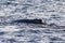 Whale breathing at the surface near the Cape Saint Luke Arch in the Gulf of California that separates the Sea of Cortez.