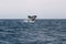 Whale Cetacean Eubalaena australis