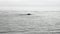 Whale dives into the water of Pacific Ocean in Alaska.