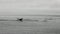 Whale dives into the water of Pacific Ocean in Alaska.