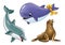 Whale Dolphin sea lion inhabitants of the sea drawing animal world humor