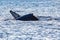 Whale emerging from the deep sea and jumping near the Cape Saint Luke Arch in the Gulf of California.