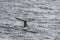 Whale fluke of sperm whale  diving at Andenes, Norway