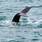 Whale fluke - tail - coming out water, Arctic Ocean, Greenland