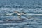 Whale and gull in Peninsula Valdes,