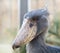 Whale-headed stork - Balaeniceps rex