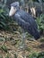 Whale-Headed Stork, Balaeniceps Rex, is a bird with about the most powerful beak