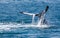 Whale Hervey Bay Australia