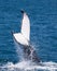 Whale Hervey Bay Australia