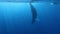Whale Humpback vertically erect near divers underwater in Pacific ocean.