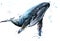 Whale. Humpback whale watercolor JPEG, PNG illustration.