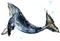 Whale. Humpback whale watercolor JPEG, PNG illustration.