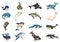 Whale icons set, cartoon style