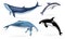 Whale icons set, realistic style